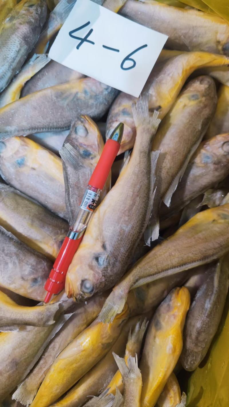 黄花鱼小黄鱼出口级品质质优价廉一手货源