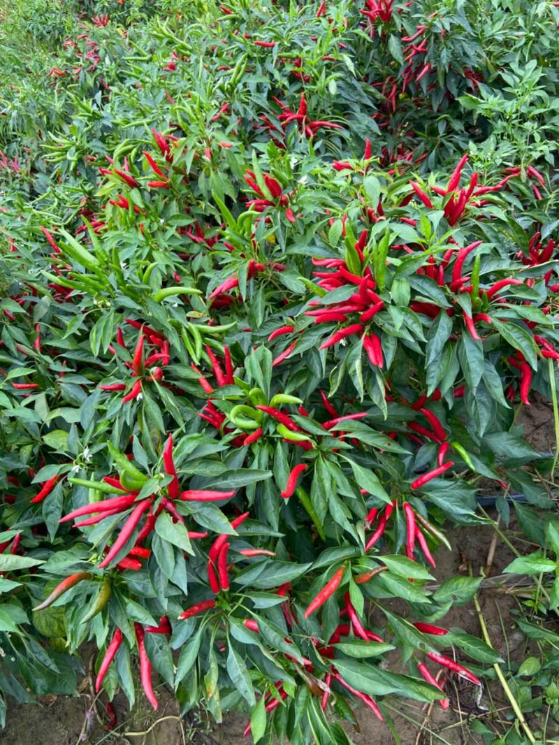 满江红簇生高辣朝天椒种子，分枝力强，辣味浓，结果多