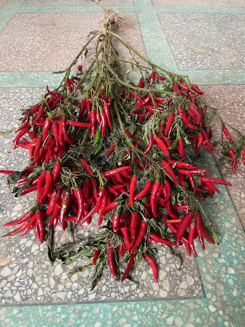 满江红簇生高辣朝天椒种子，分枝力强，辣味浓，结果多