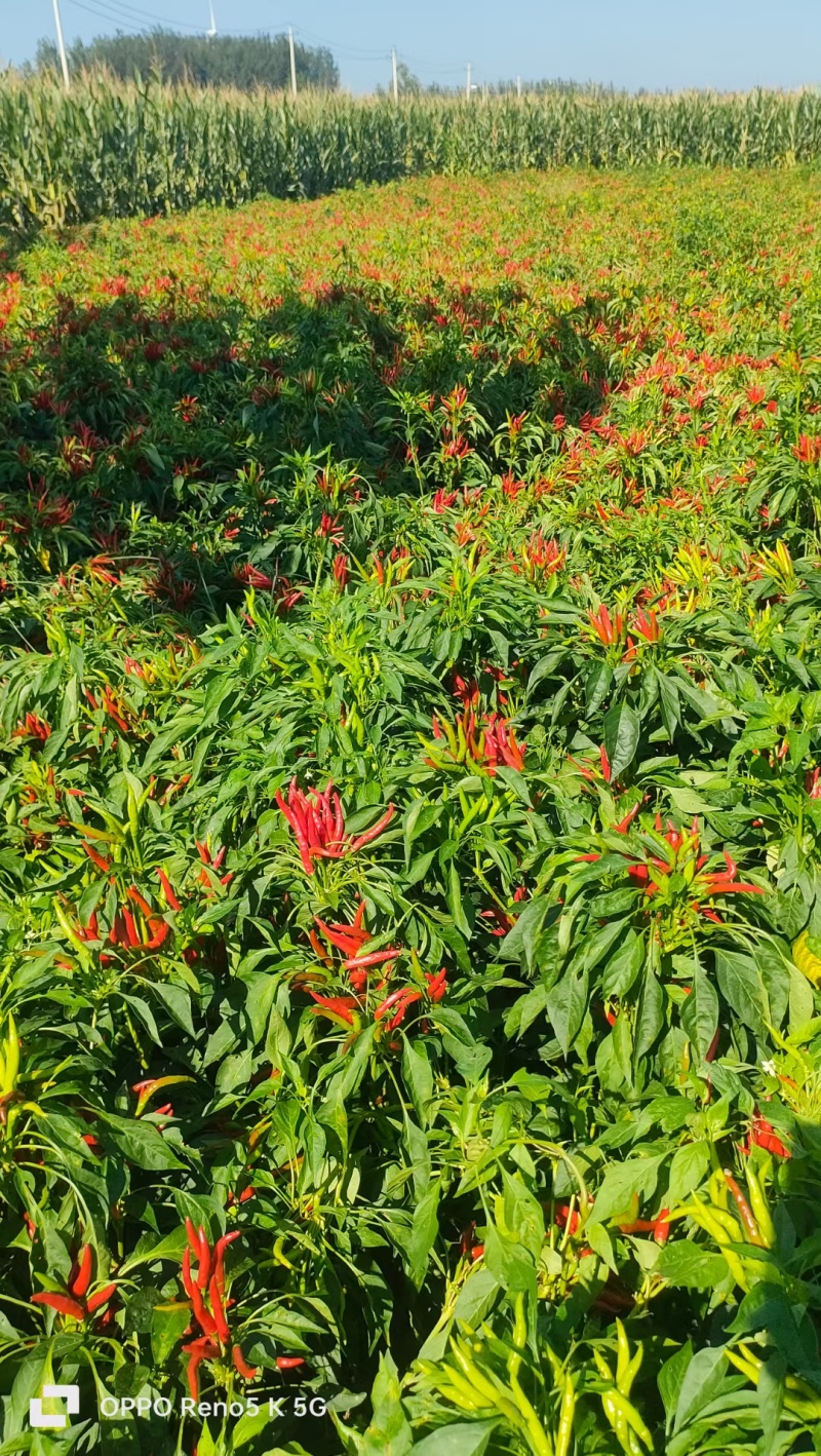 满江红簇生高辣朝天椒种子，分枝力强，辣味浓，结果多