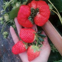 山东香野草莓，每天更新！
