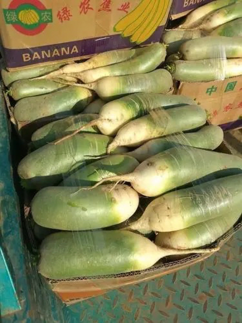 【精品】青萝卜河南通许青萝卜质量保证货源充足基地发货