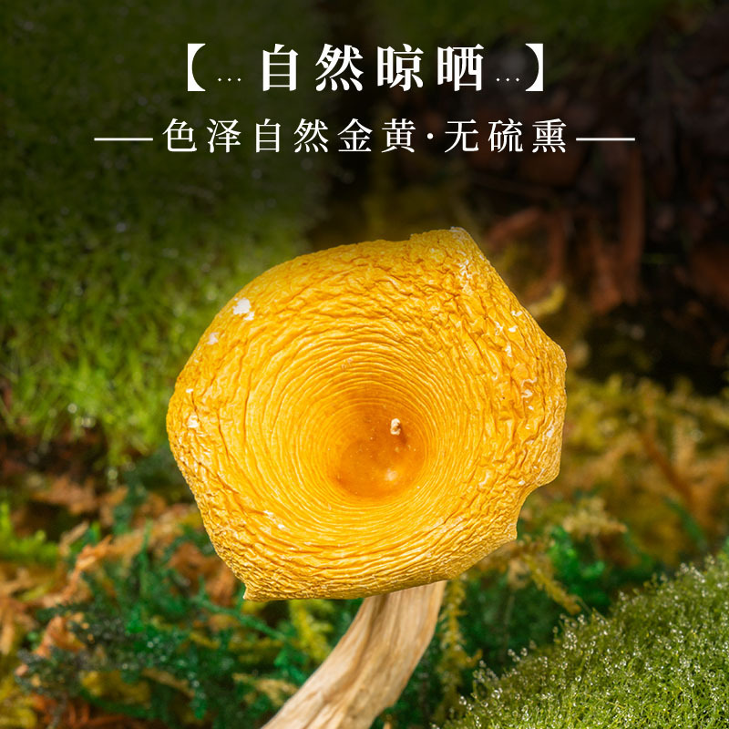 鸡油菌源头基地直供云南特产食用菌黄丝菌煲汤榆黄菇干货蘑菇