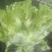邛崃精品儿菜