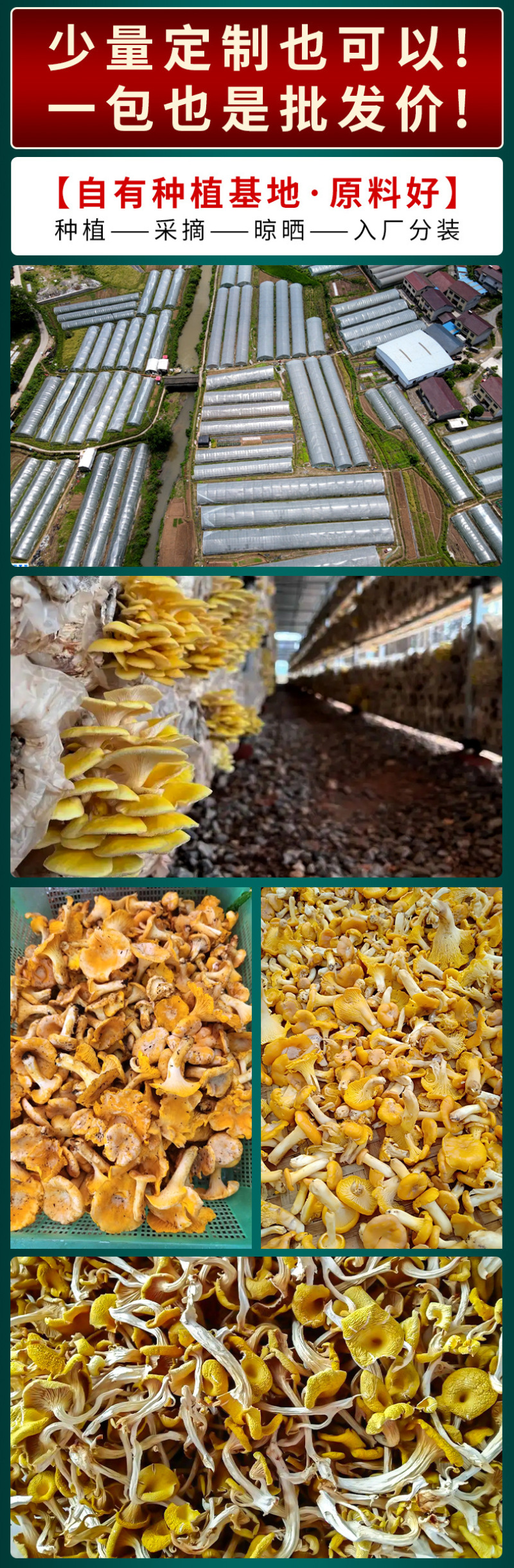 鸡油菌源头基地直供云南特产食用菌黄丝菌煲汤榆黄菇干货蘑菇