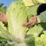 【推荐】新鲜白菜义和秋白菜陕西产地直供可视频看货欢迎来电