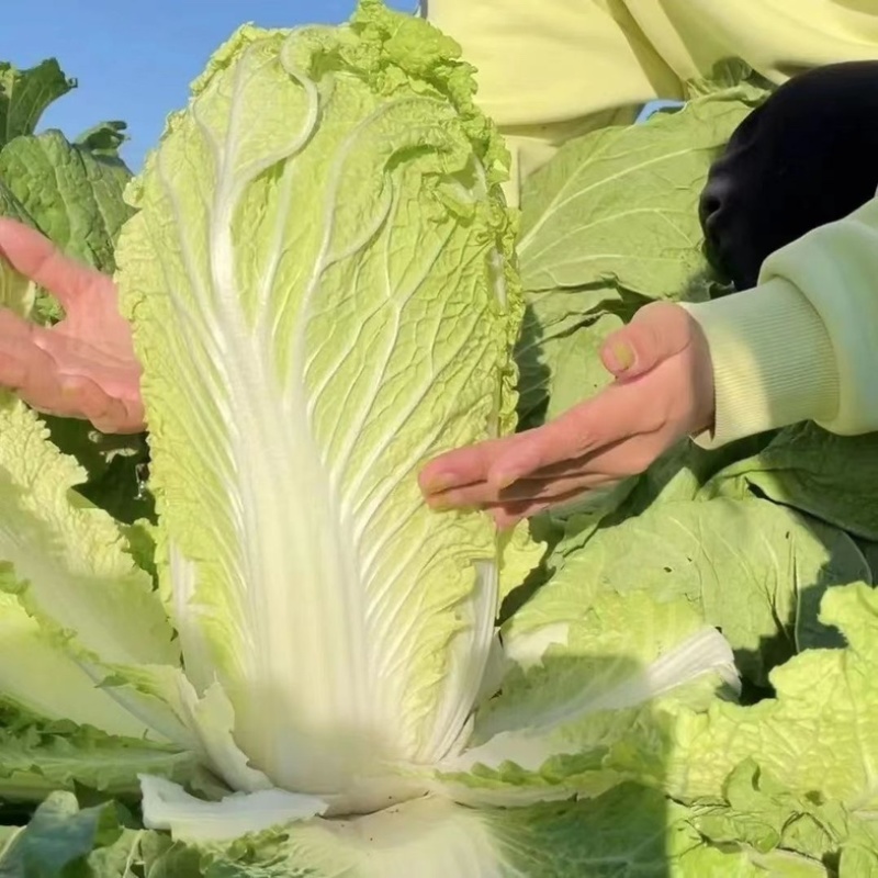 【推荐】新鲜白菜义和秋白菜陕西产地直供可视频看货欢迎来电
