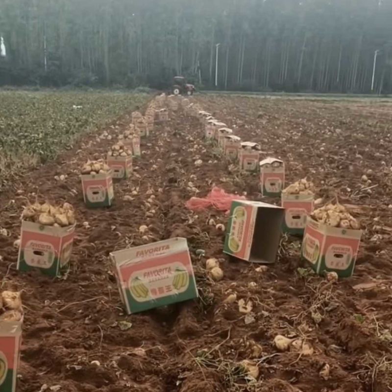 雷州产地批发