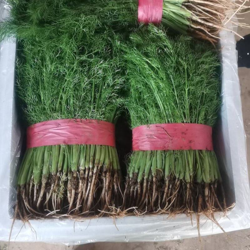 河北邯郸精品香茴香大量上市质量好货源充足常年供应全国各地