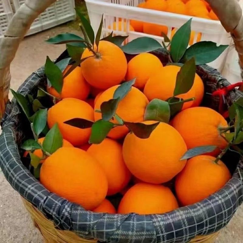 【代发全国】精品纽荷尔脐橙皮薄多汁化渣品质保证精选