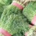 河北邯郸精品香茴香大量上市质量好货源充足常年供应全国各地