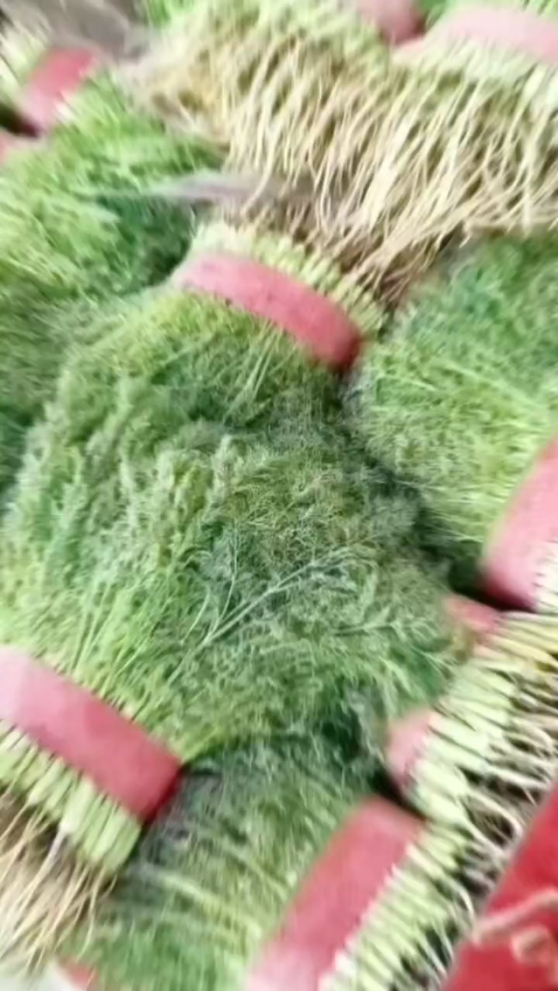 河北邯郸精品香茴香大量上市质量好货源充足常年供应全国各地