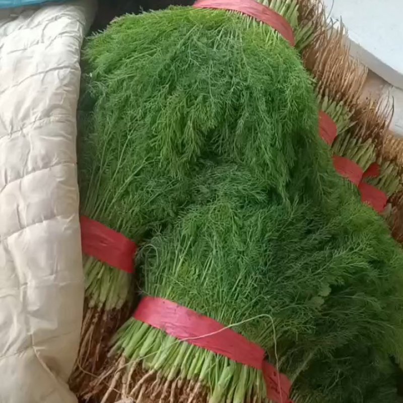 河北邯郸精品香茴香大量上市质量好货源充足常年供应全国各地