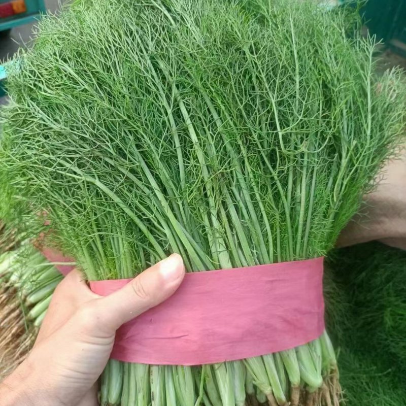 河北邯郸精品香茴香大量上市质量好货源充足常年供应全国各地
