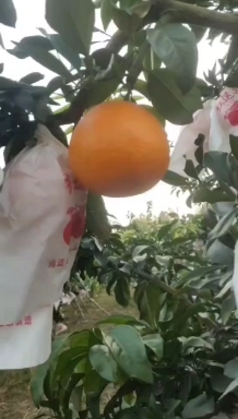 精品纽荷尔脐橙，果大皮薄，果面干净，保质保量欢迎咨询