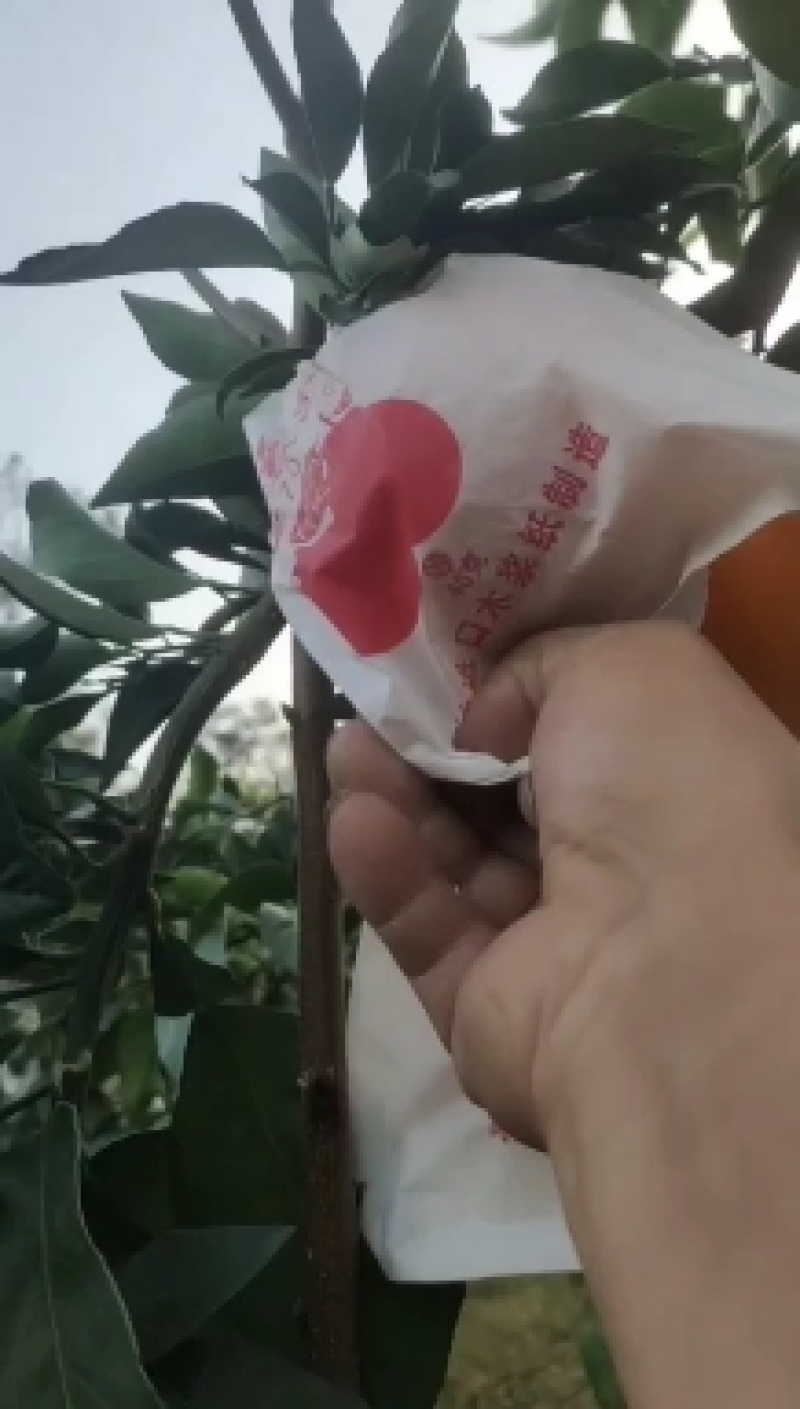 精品纽荷尔脐橙，果大皮薄，果面干净，保质保量欢迎咨询