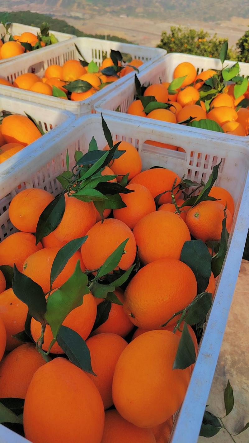 热销橙子奉节脐橙商品果二级果一树小果次果