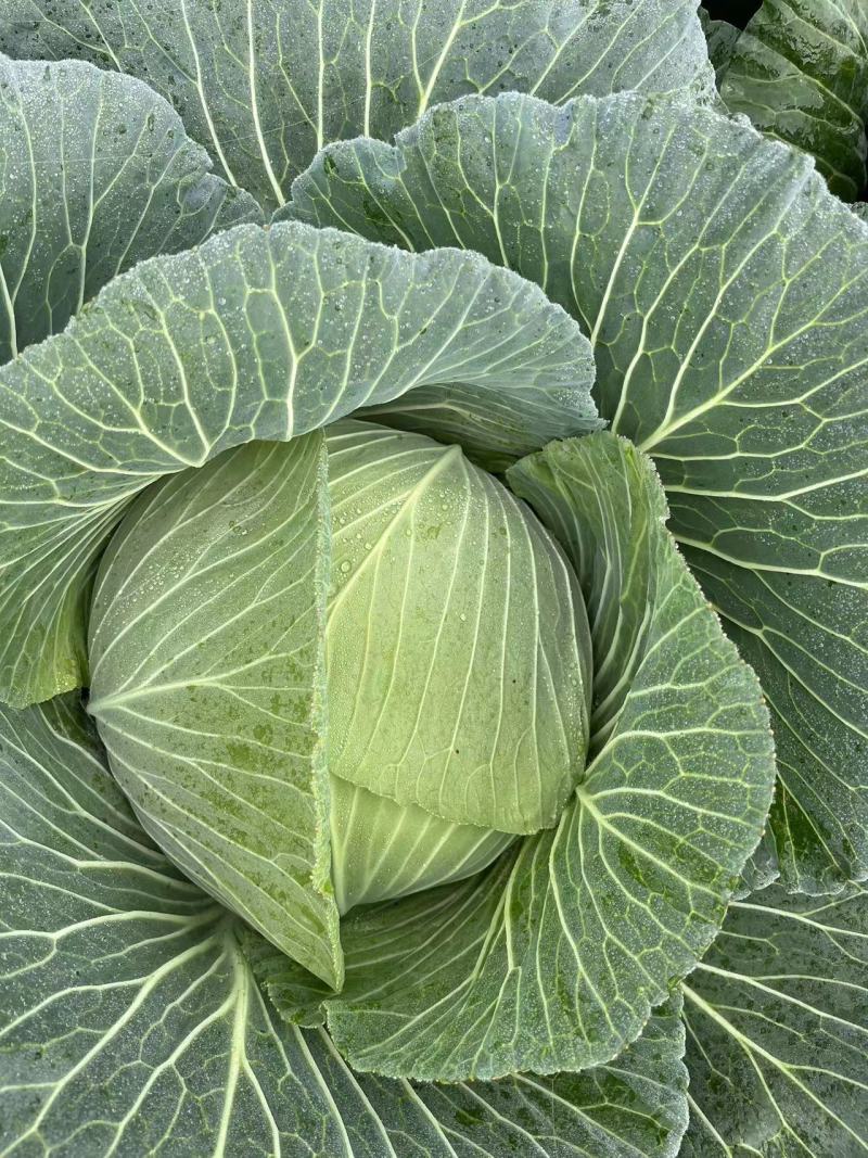 四川脆包菜薄皮松包菜泡白菜几百亩嫩菜莲花白冬脆