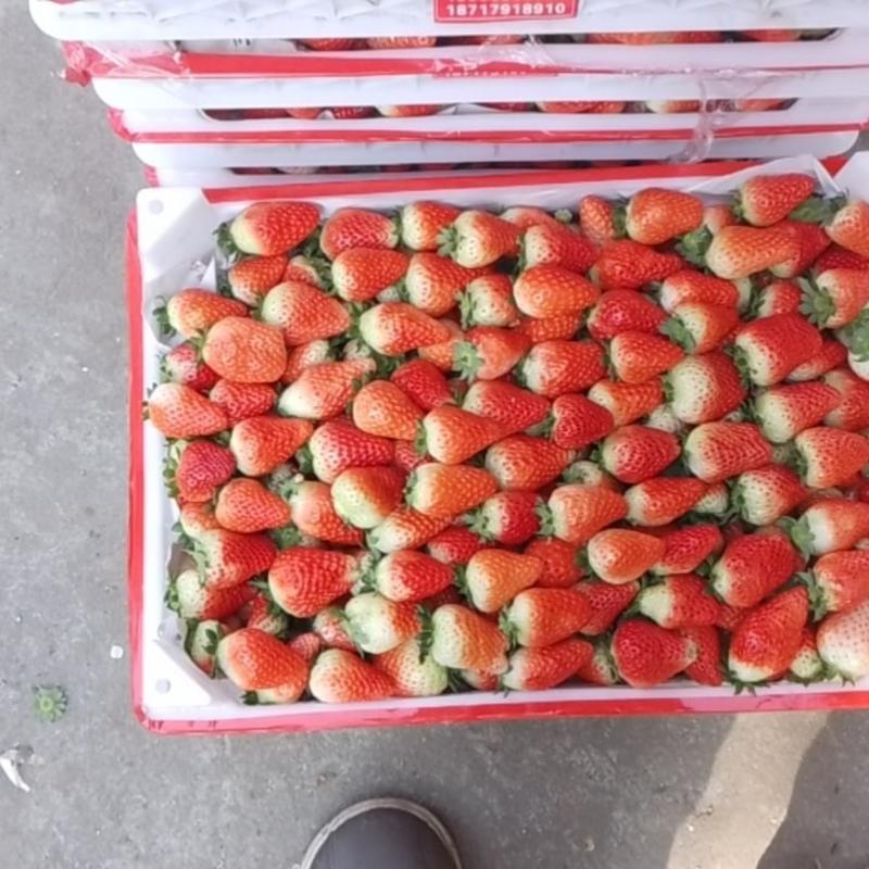 安徽天仙醉草莓个头大20g以上果形端正甜度高口感好承接电商