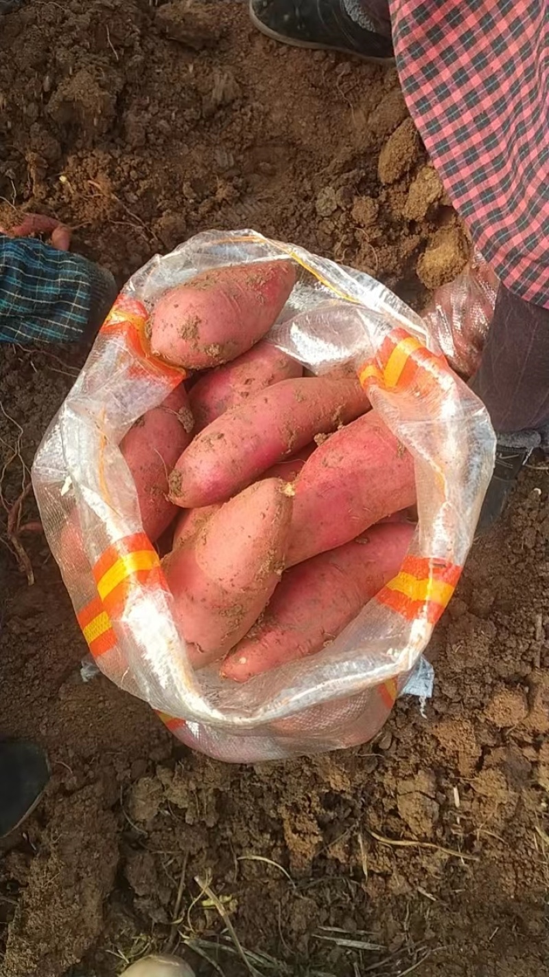 西瓜红红薯基地出货现货软糯香甜无虫无烂