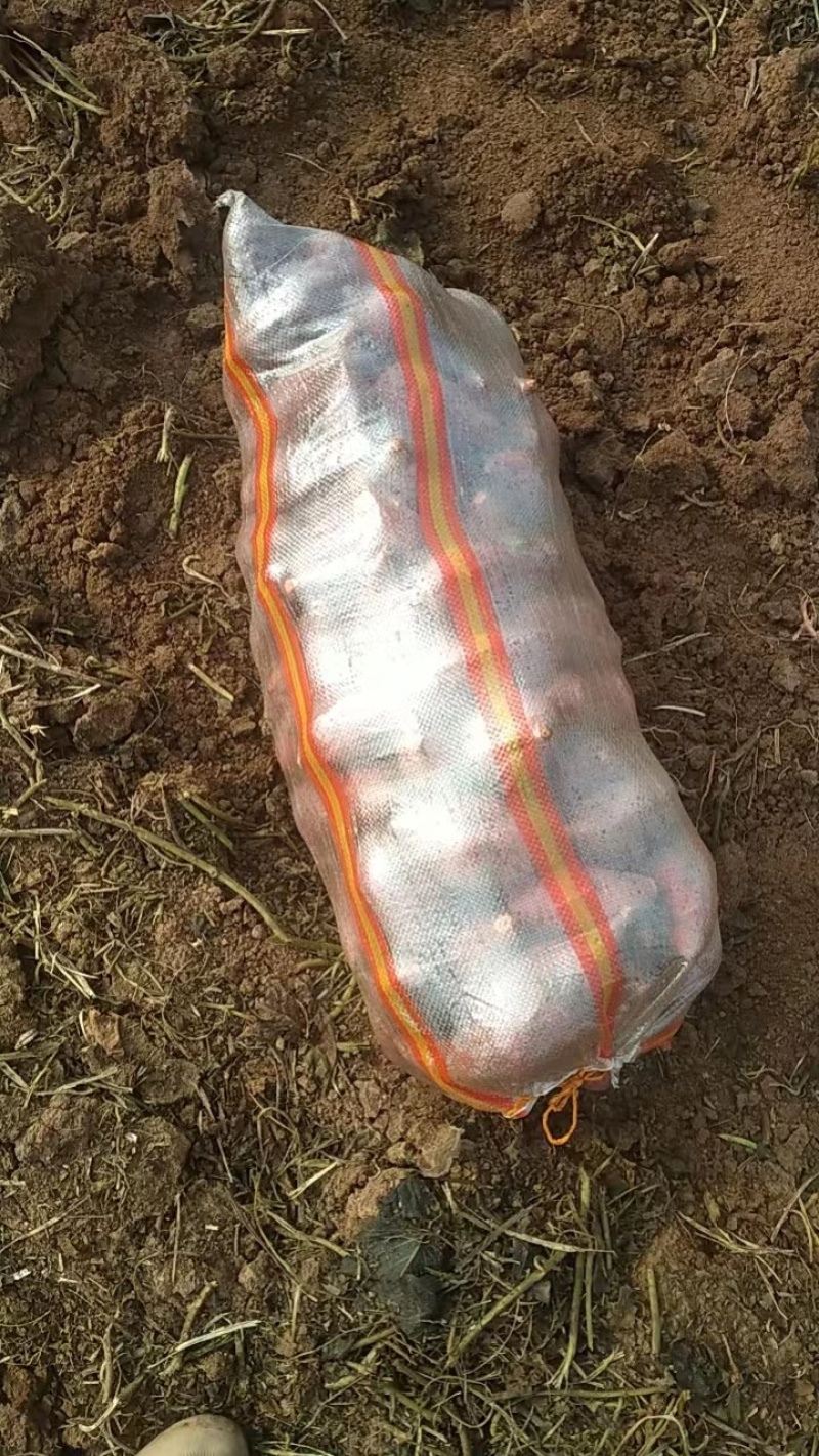 西瓜红红薯基地出货现货软糯香甜无虫无烂