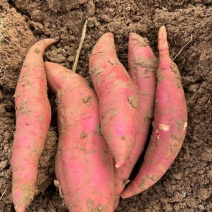 四川绵阳分货西瓜红红薯广东湛江沙土红薯无虫洞味道甜