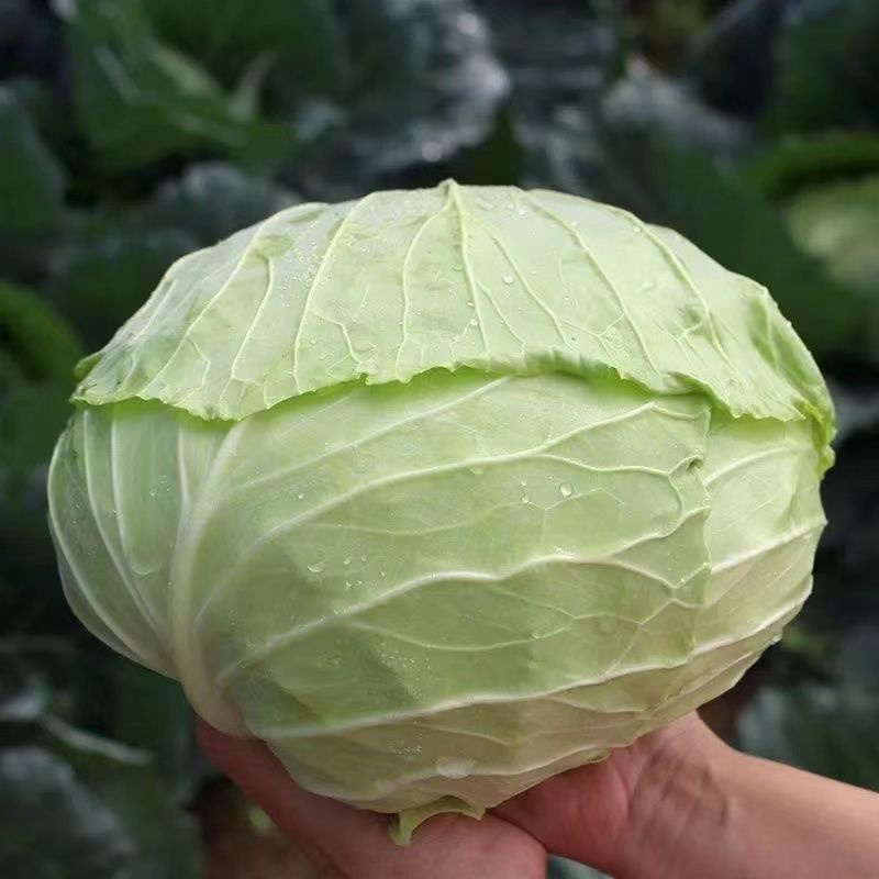 陕西城固精品扁平包菜，甘蓝莲花白保质保量产地直供