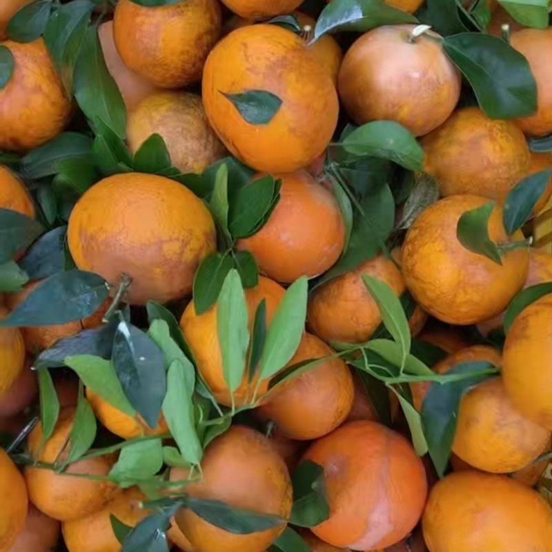 大量供应无公害花沃柑