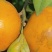 大量供应无公害花沃柑