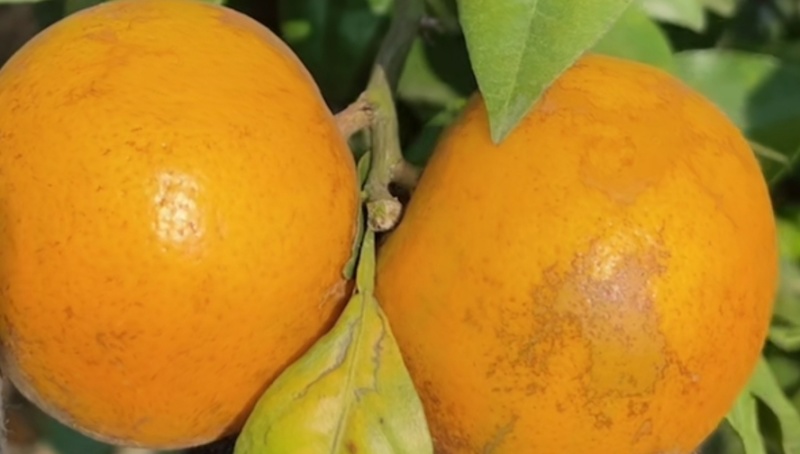 大量供应无公害花沃柑