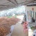 大量供应无公害花沃柑