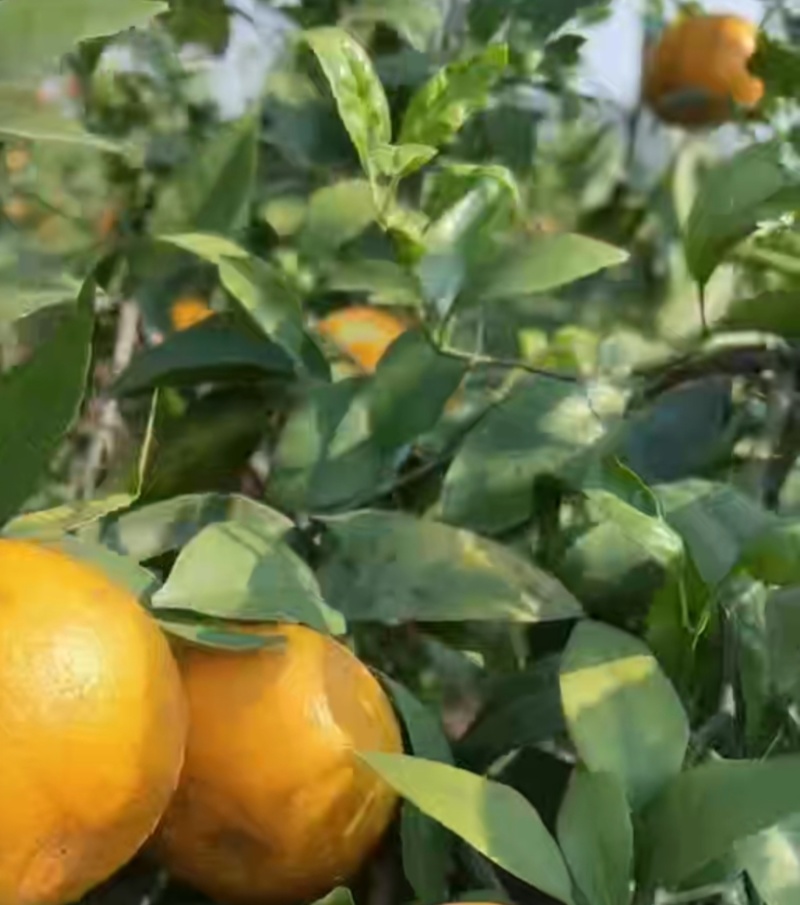 大量供应无公害花沃柑