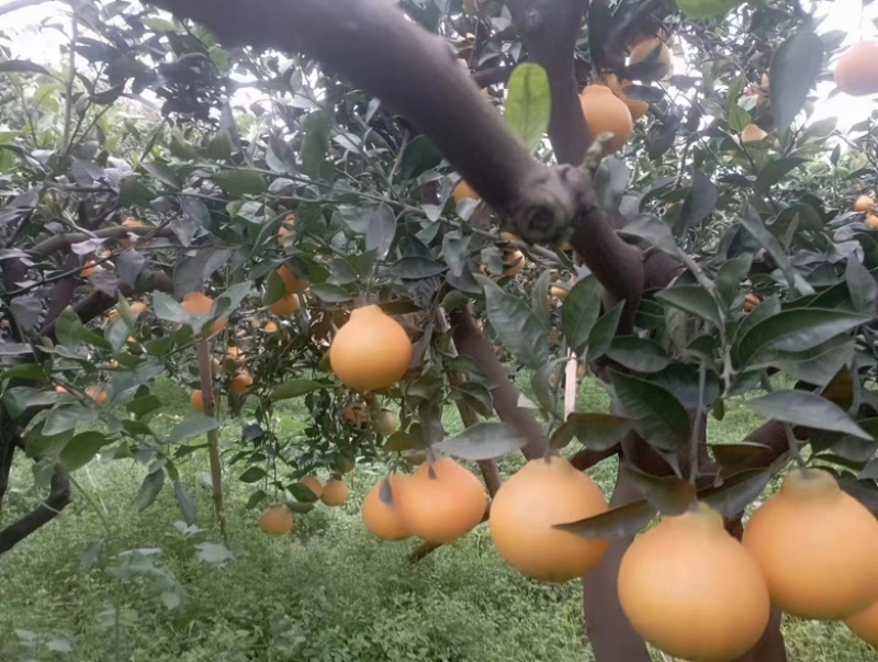 丑柑大量批发