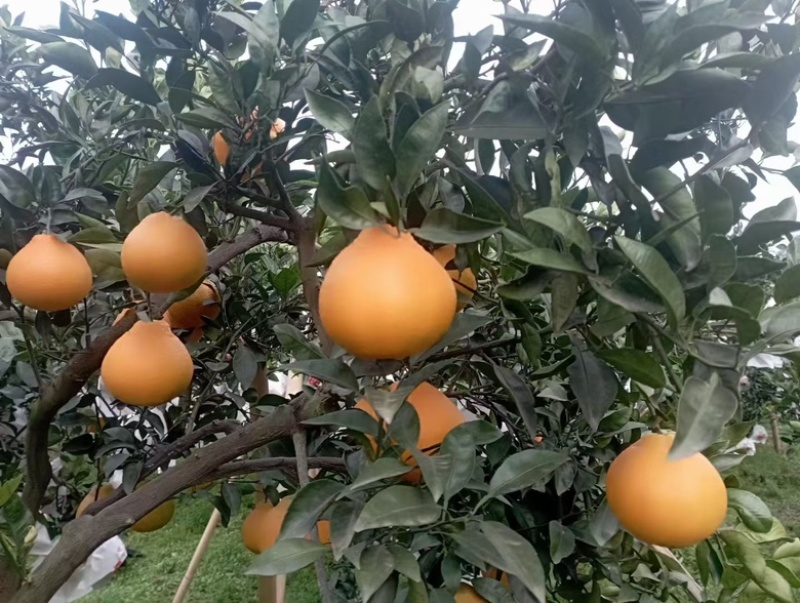 丑柑大量批发