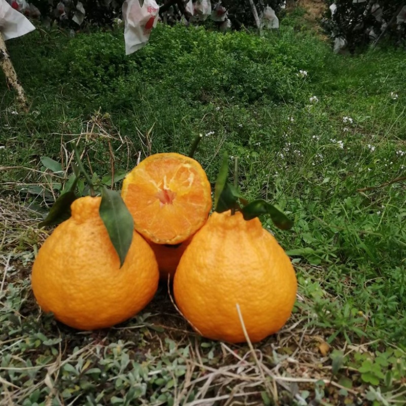 丑柑大量批发