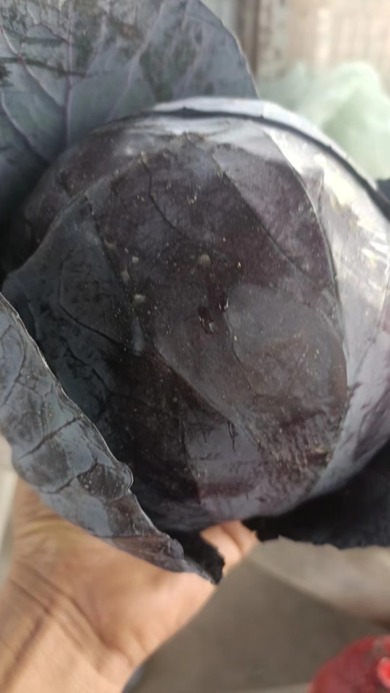 绿甘蓝，蔬菜，甘蓝，圆包菜，整车产区装车，福建蔬菜，