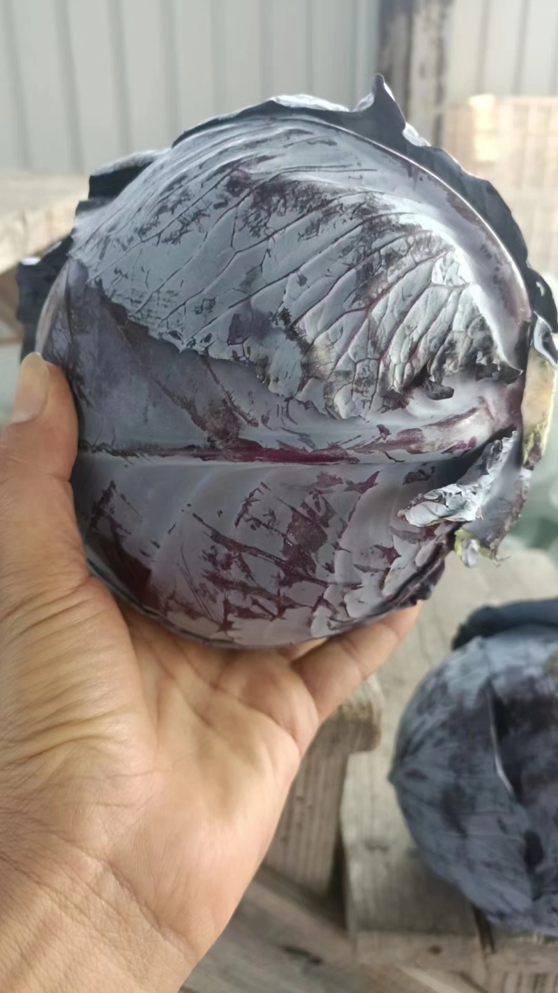 绿甘蓝，蔬菜，甘蓝，圆包菜，整车产区装车，福建蔬菜，