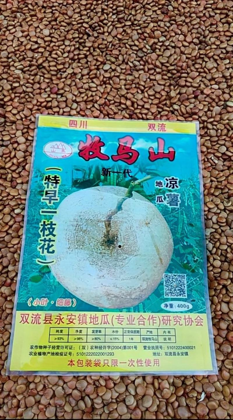 豆薯种子一点红双流牧马山凉薯地瓜早熟产量高脆甜爽口