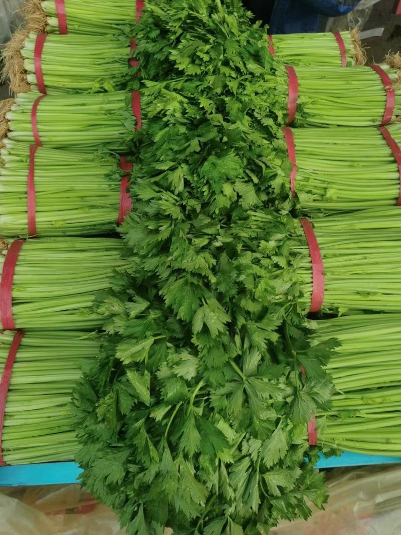 精品香芹鲁南蔬菜批发价地，产地直发大量供应