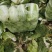 禹城市白菜甘蓝菜花大量现货