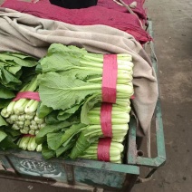 叶菜，小白菜，一手货源产地欢迎前来采购专业代收团队