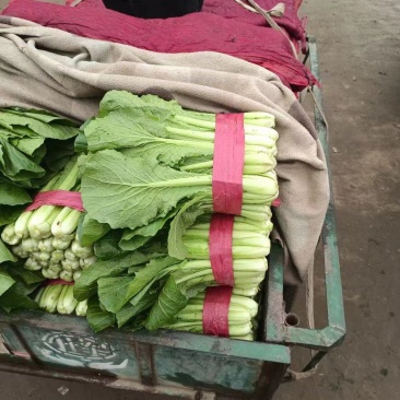 叶菜，小白菜，一手货源产地欢迎前来采购专业代收团队