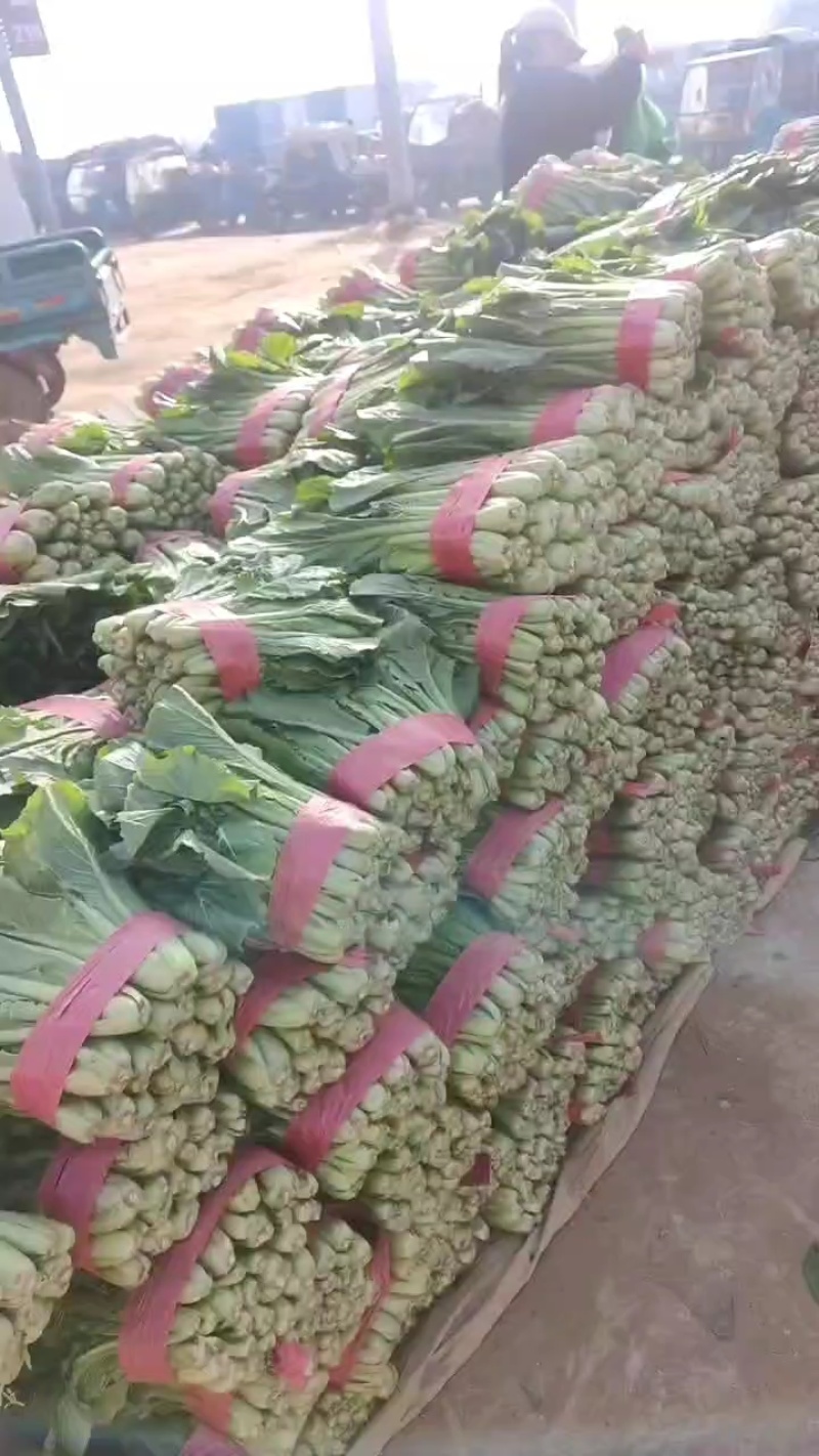 叶菜，小白菜，一手货源产地欢迎前来采购专业代收团队
