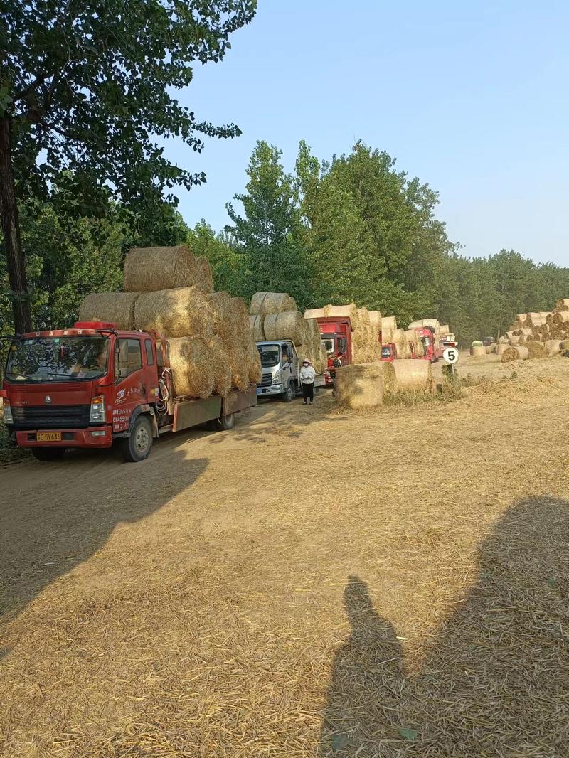 【实力商家】精品小麦秸秆产地批发品质保证牛羊饲料