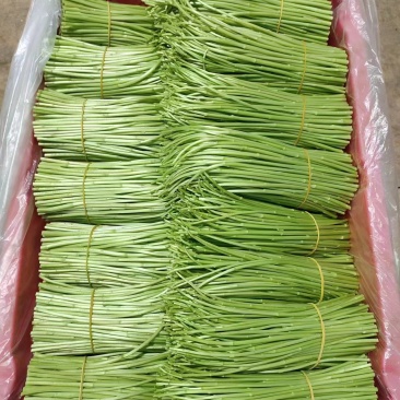 云南精品芦蒿现采现发欢迎采购