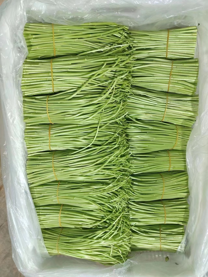 云南精品芦蒿现采现发欢迎采购