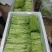 云南精品芦蒿现采现发欢迎采购