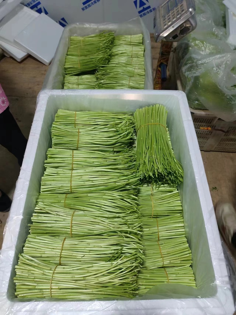 云南精品芦蒿现采现发欢迎采购