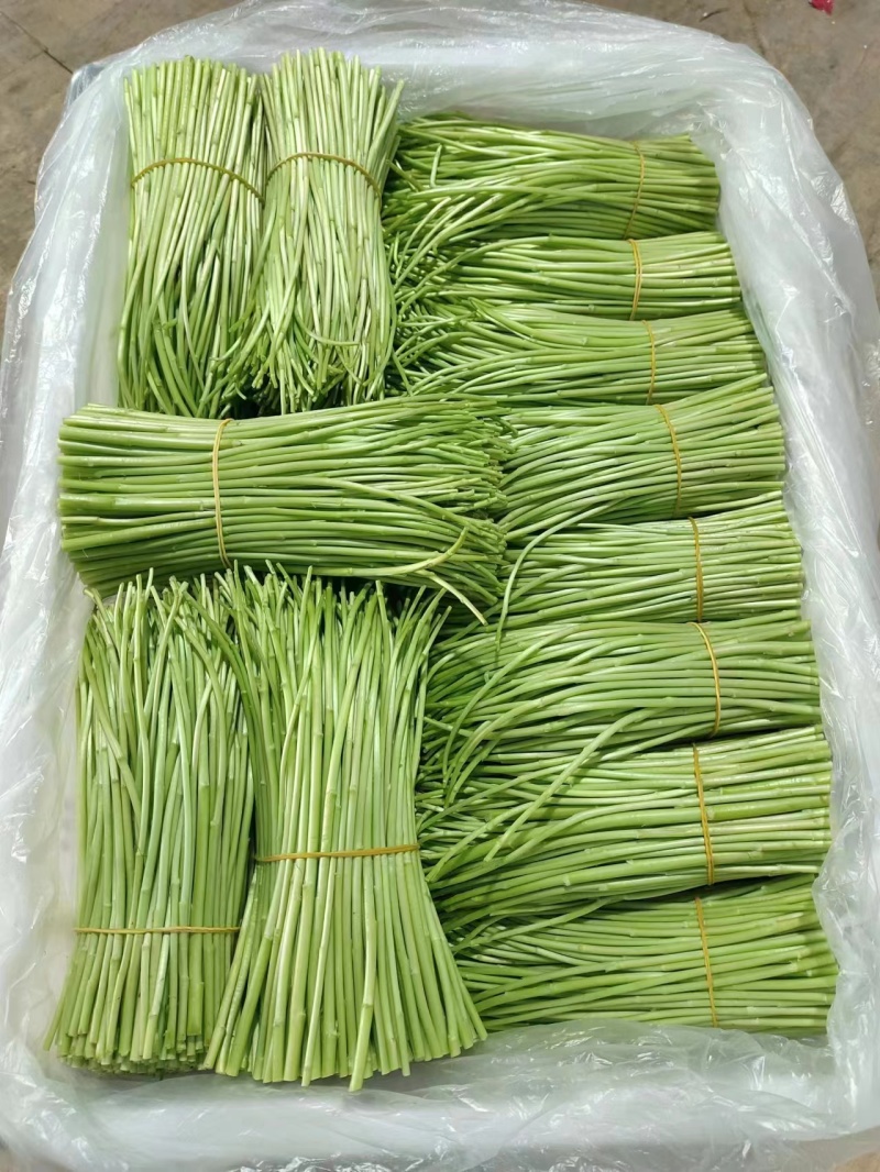云南精品芦蒿现采现发欢迎采购