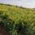 有基质45有机肥，厂价直销基地，450元一吨。